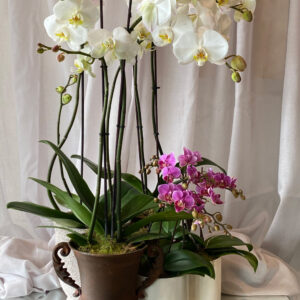 Orchid Flower Arrangement